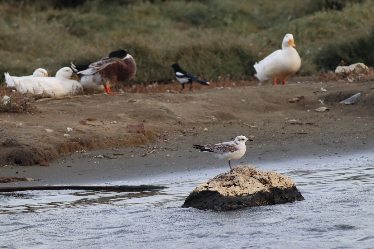 Mediterranean Gull - ML645444957