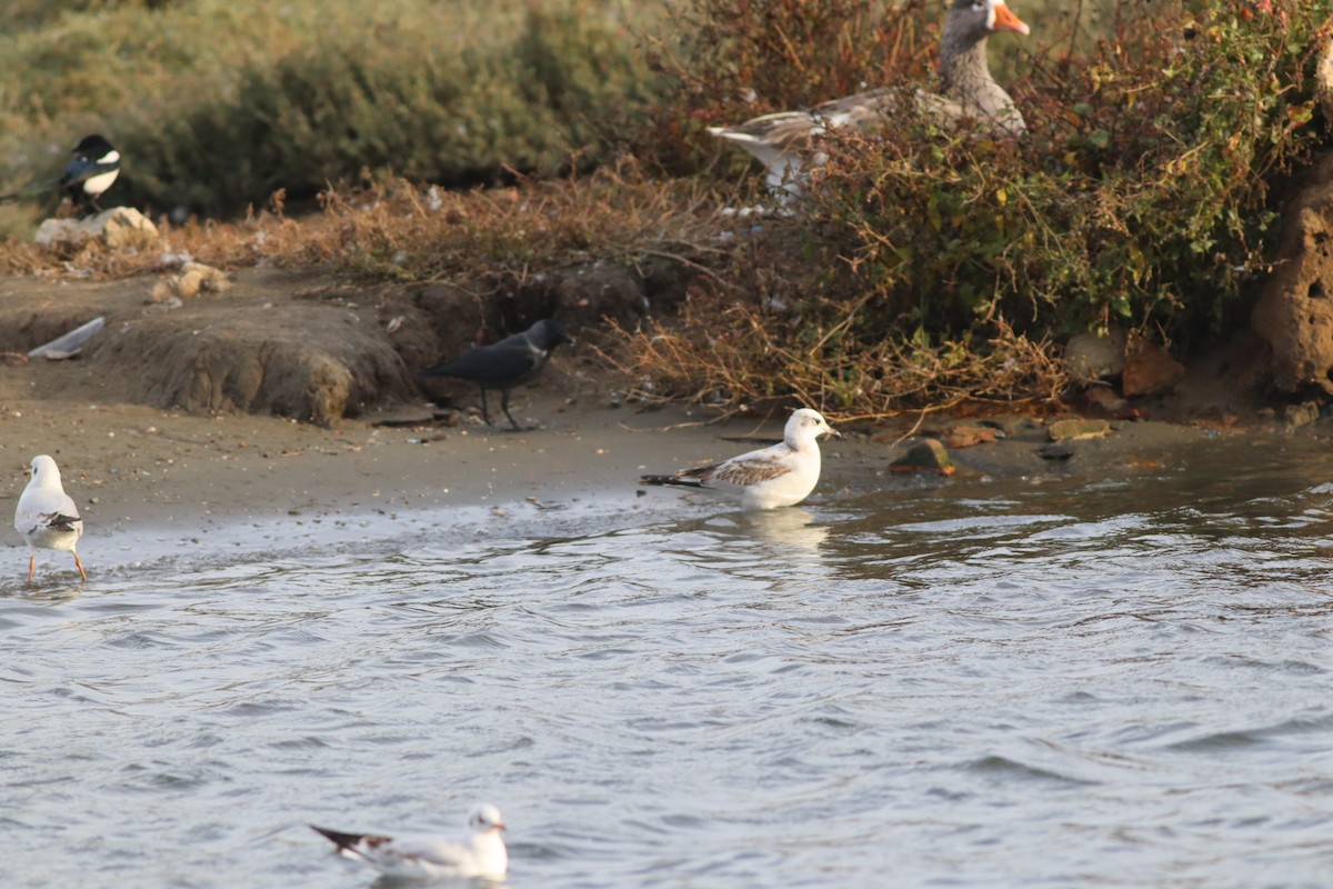 Mediterranean Gull - ML645444960