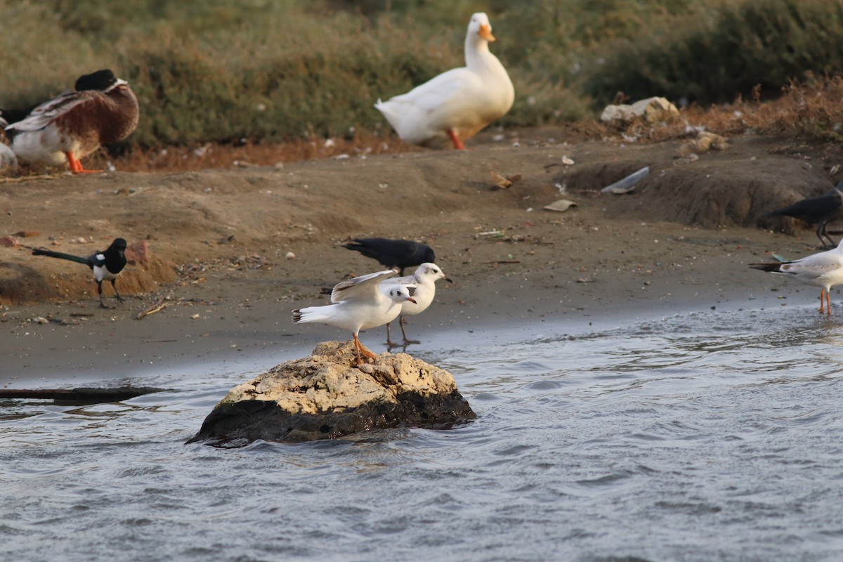 Mediterranean Gull - ML645444961
