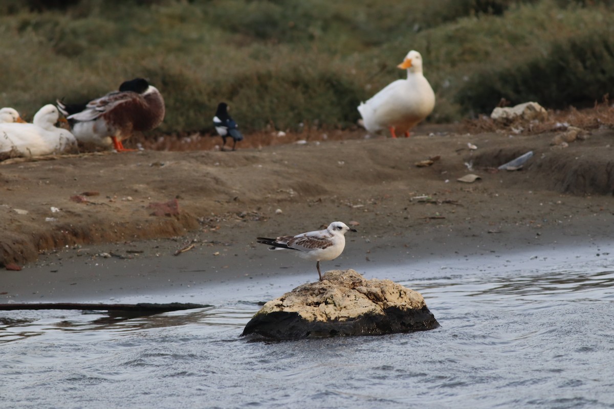 Mediterranean Gull - ML645444962