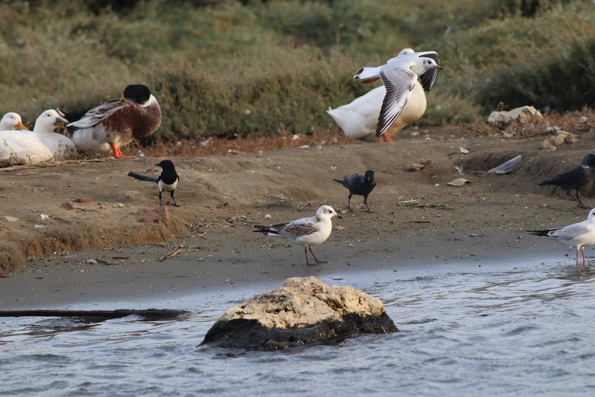 Mediterranean Gull - ML645444963