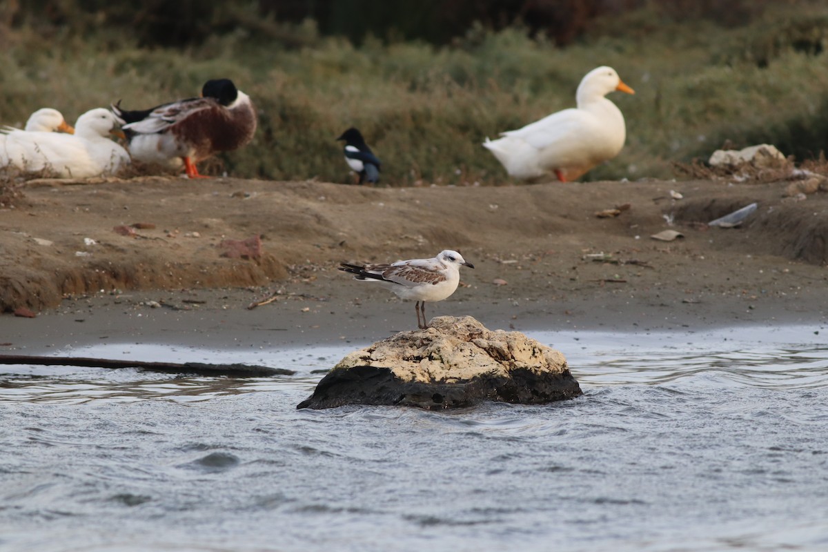 Mediterranean Gull - ML645444964