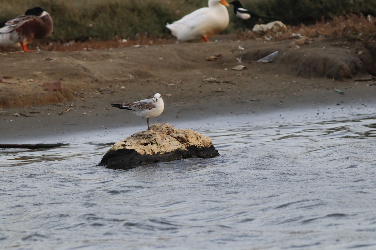 Mediterranean Gull - ML645444965