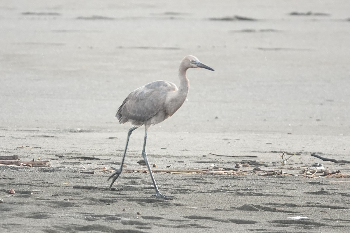Reddish Egret - ML645444966