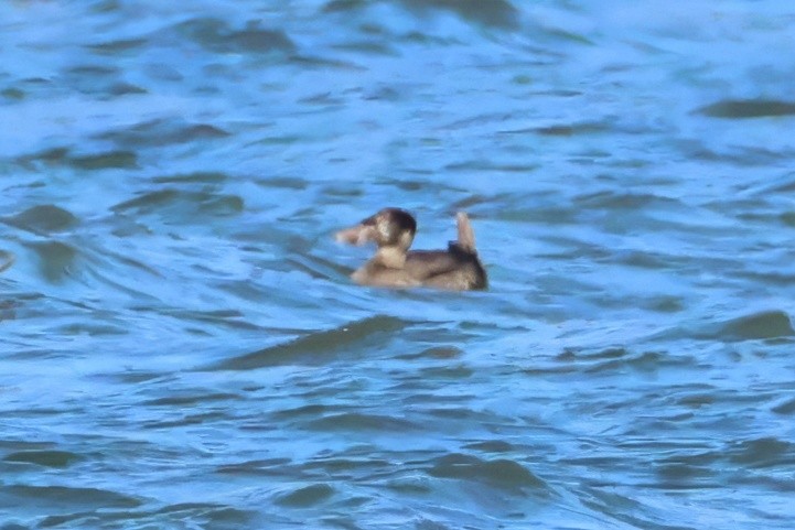 Surf Scoter - ML645444968