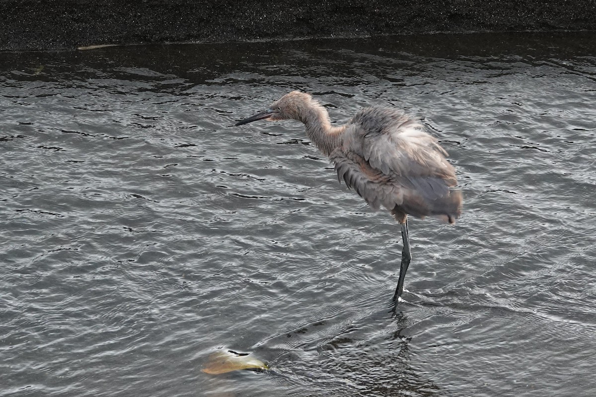 Reddish Egret - ML645444979