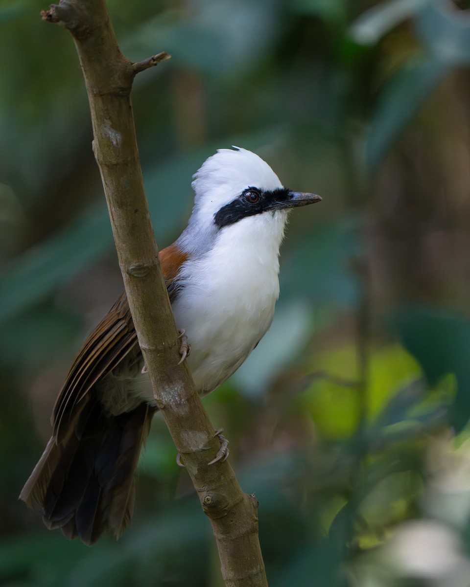 White-crested Laughingthrush - ML645444985