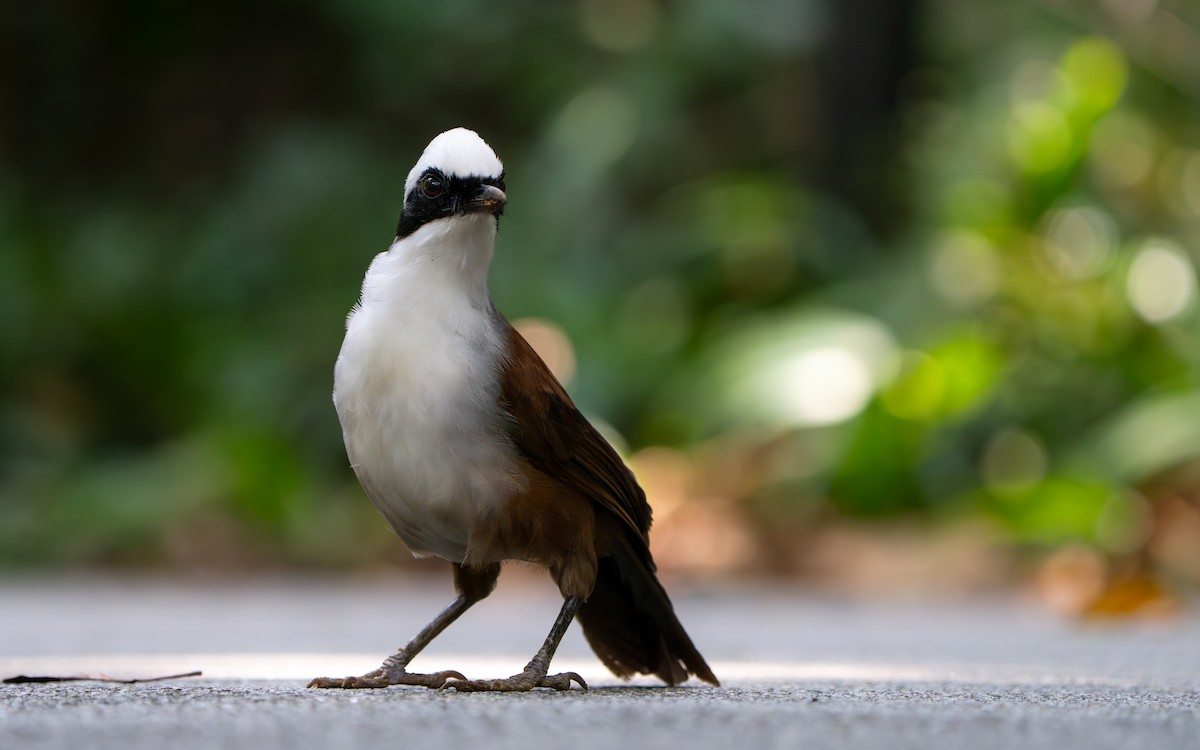 White-crested Laughingthrush - ML645444986