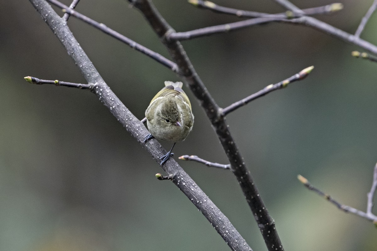 キマユガラ - ML645444992