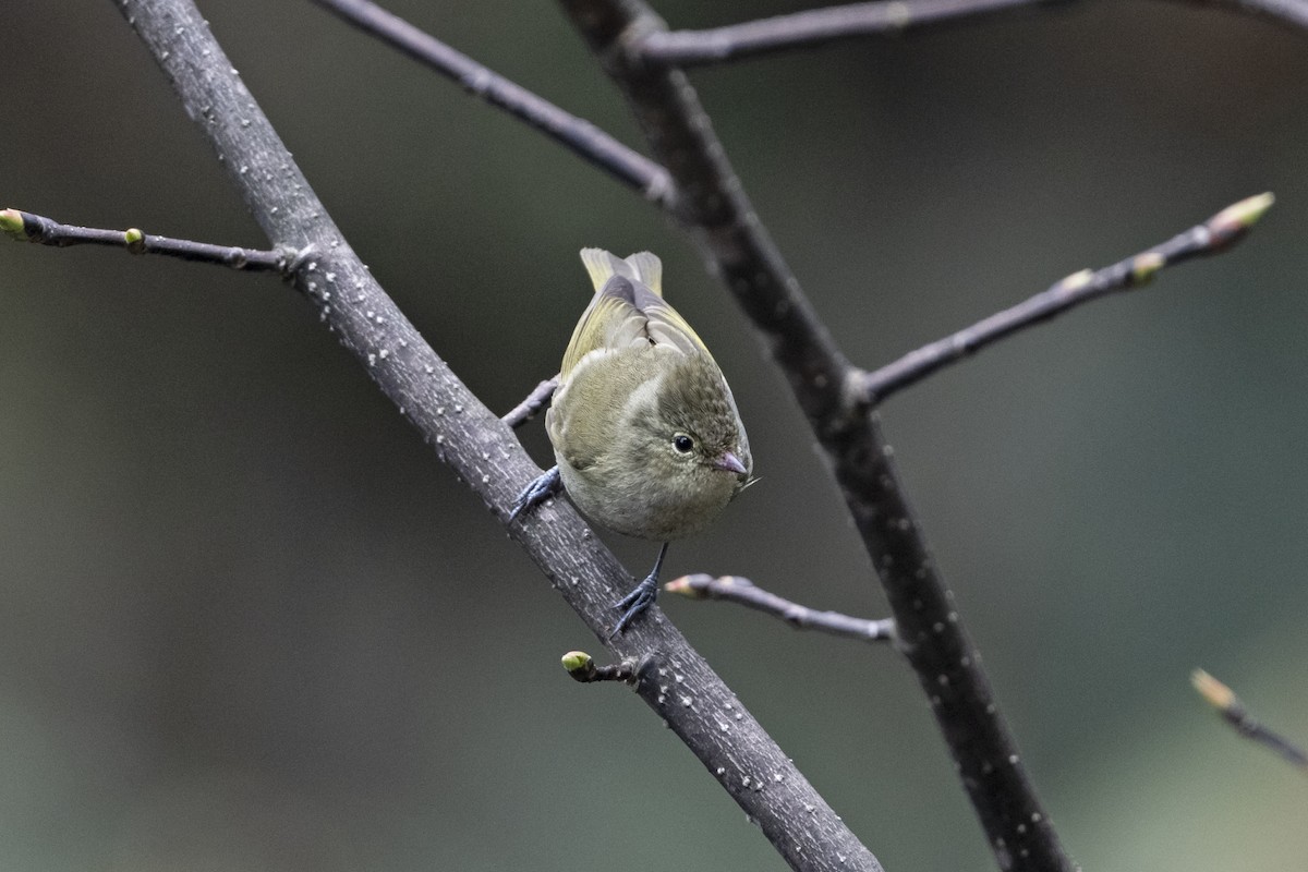 キマユガラ - ML645445000