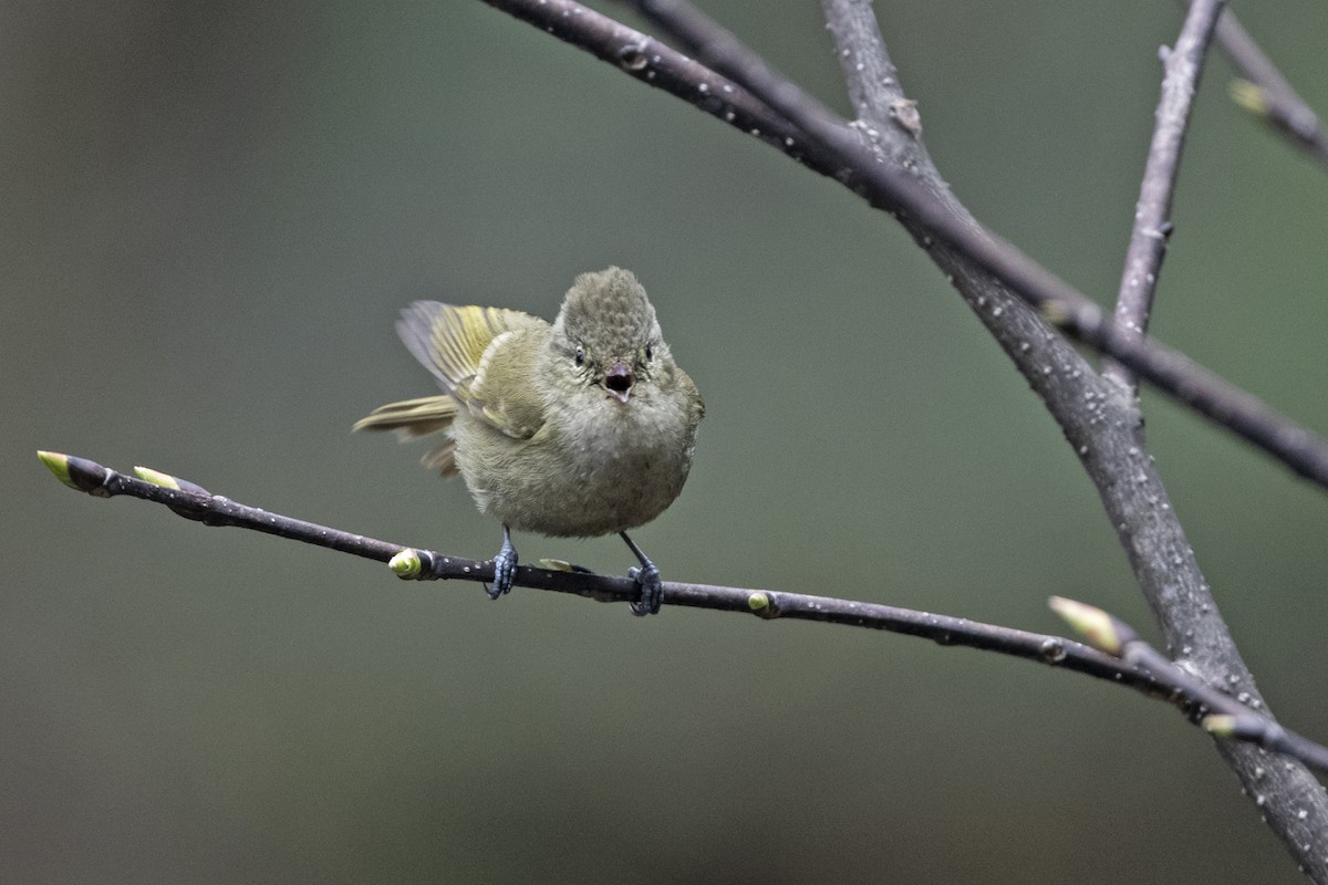 キマユガラ - ML645445004