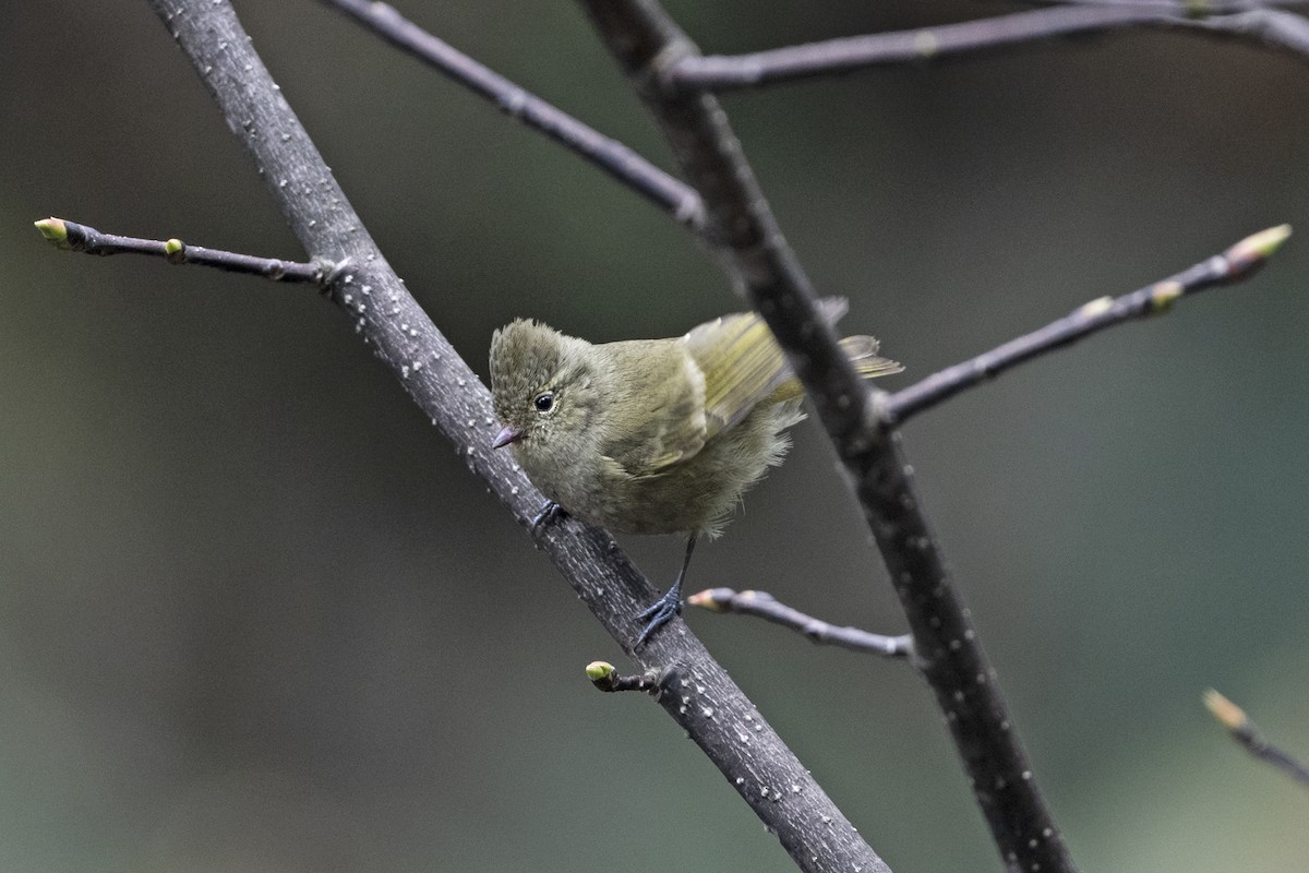 キマユガラ - ML645445005