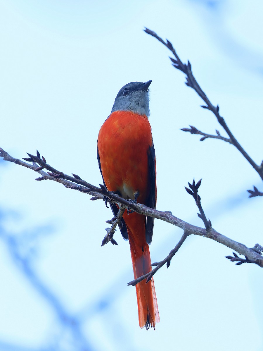 Личинкоїд сірощокий - ML645445006