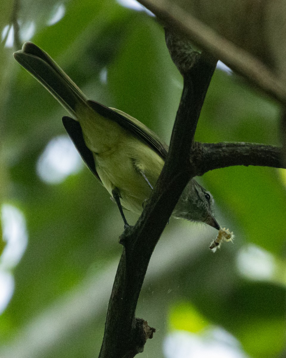 Greenish Elaenia - ML645445009