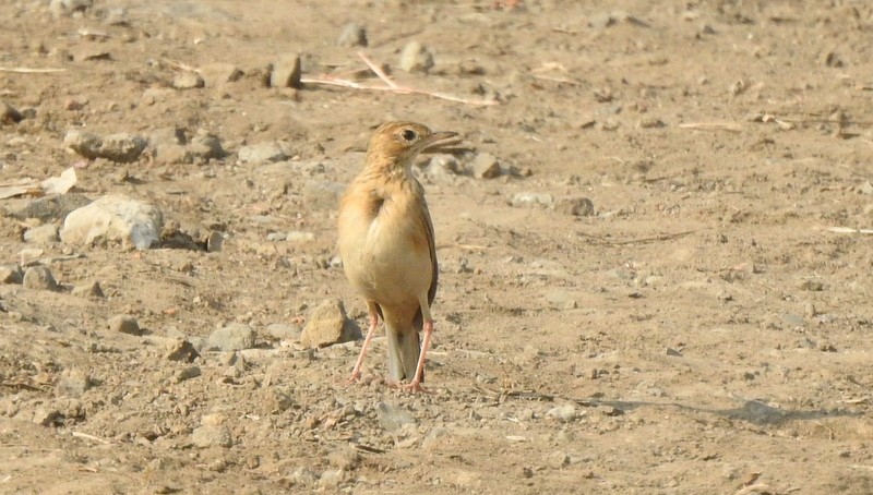 Richard's Pipit - ML645445012