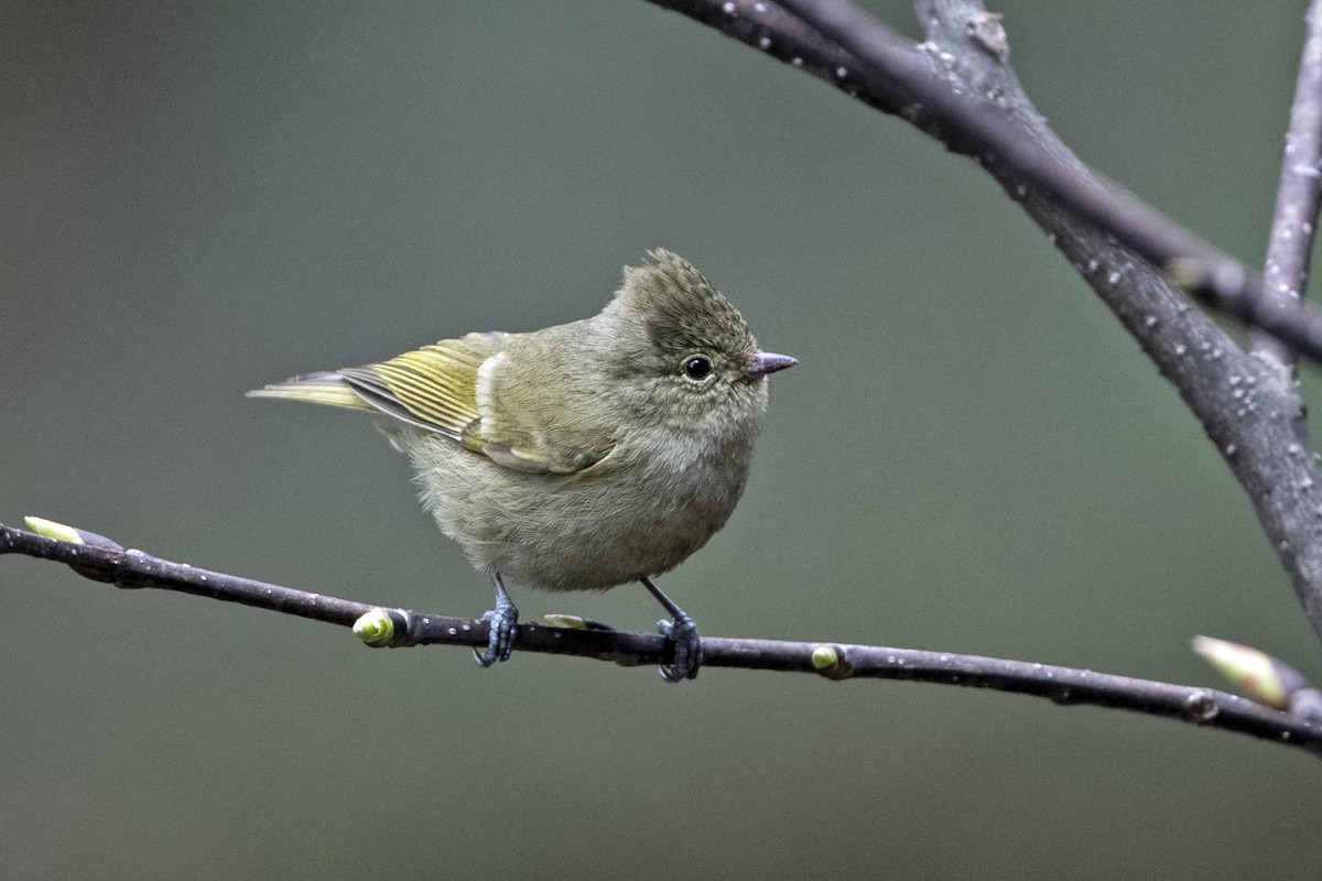 キマユガラ - ML645445016