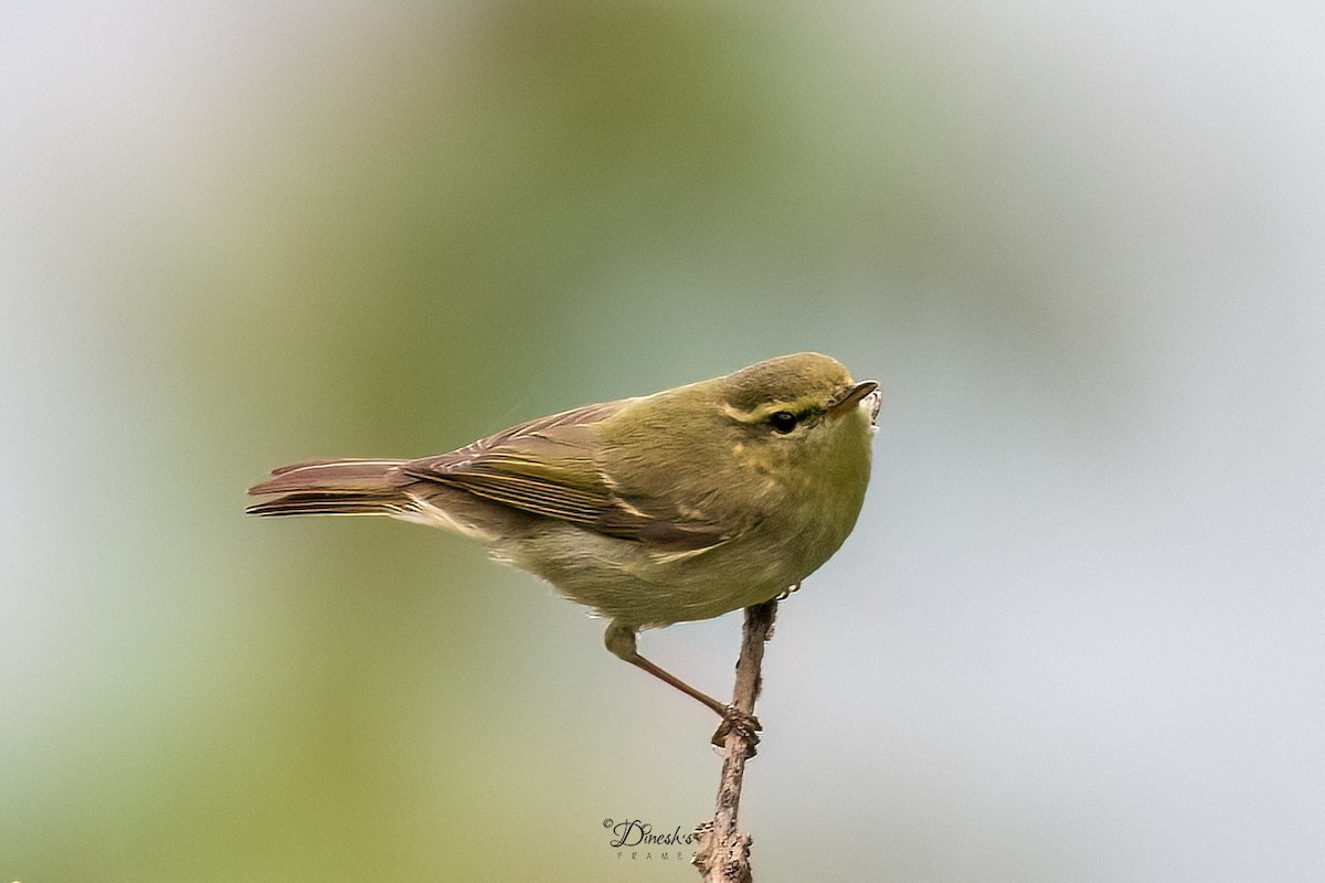 Желтобрюхая пеночка - ML645445027