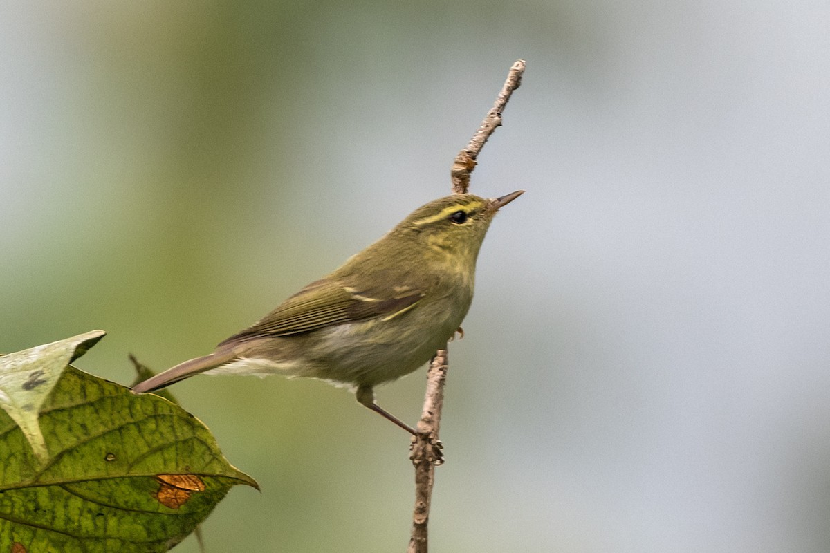 Желтобрюхая пеночка - ML645445028