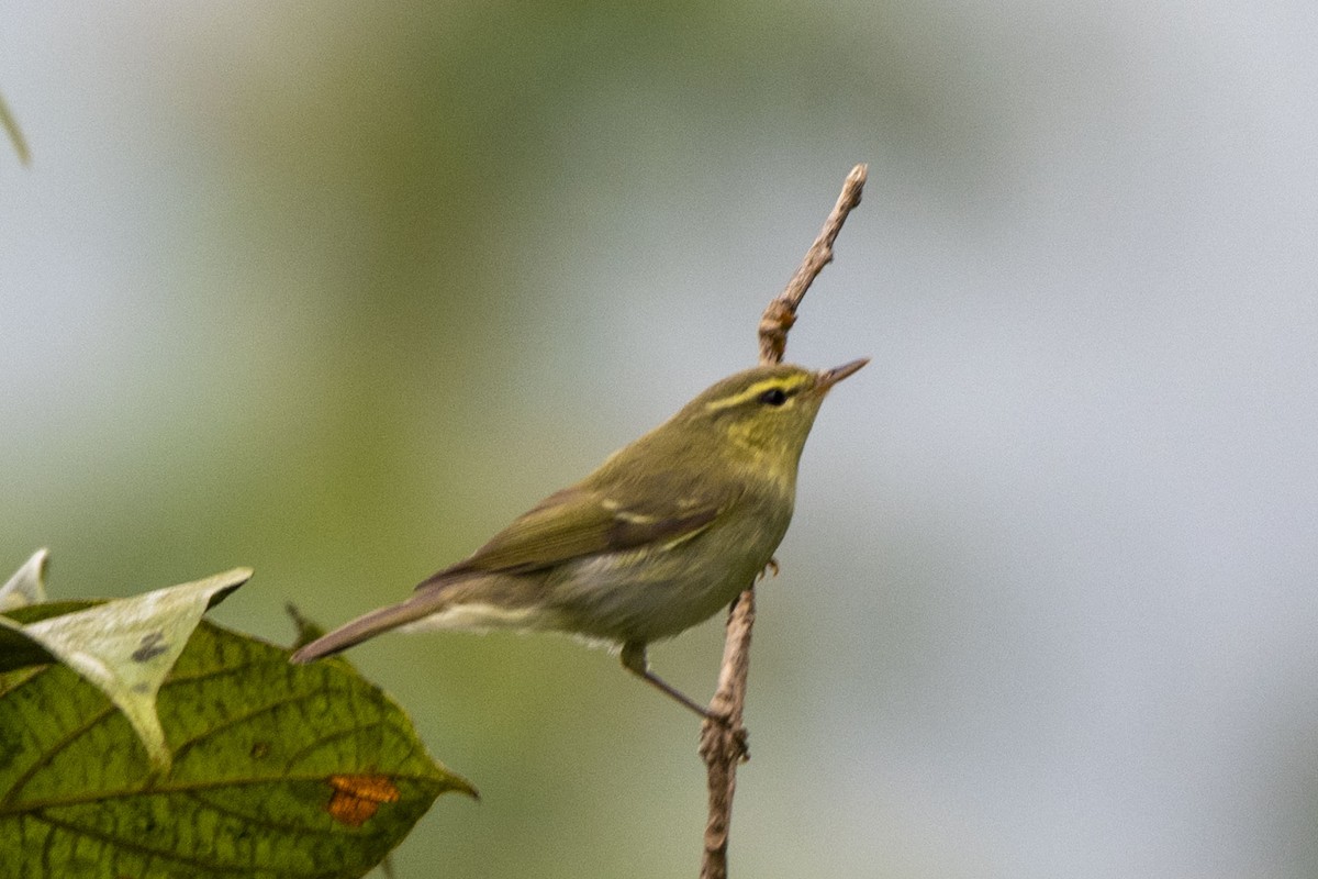 Желтобрюхая пеночка - ML645445029