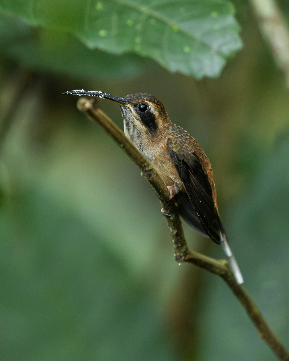 stripestrupeeremitt - ML645445037