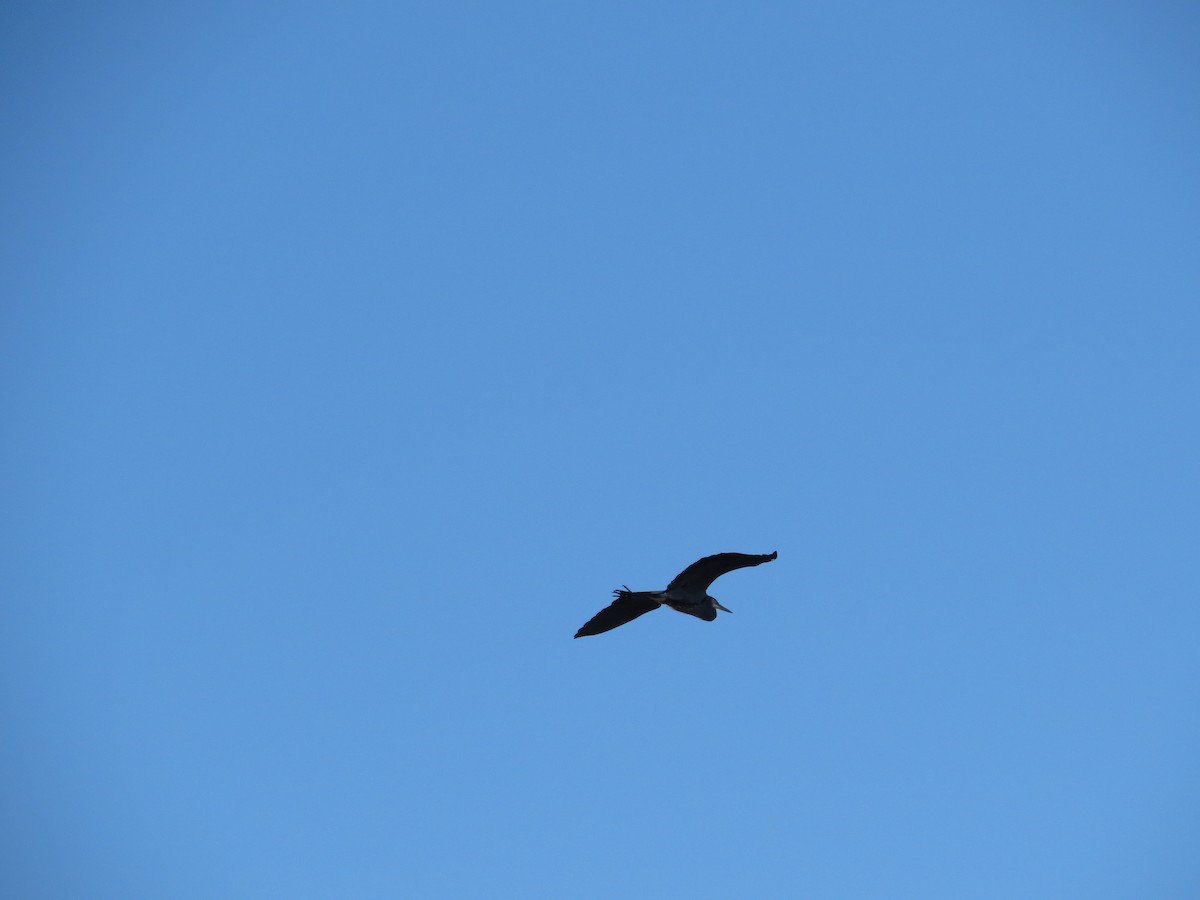 Great Blue Heron (Great Blue) - ML645445039