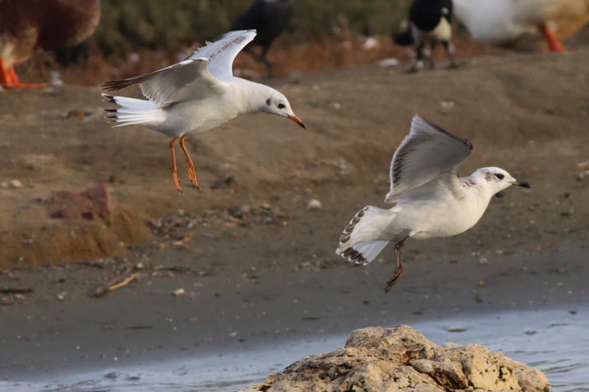 Mediterranean Gull - ML645445054