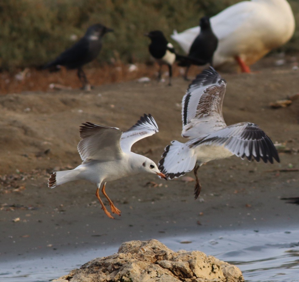 Mediterranean Gull - ML645445055