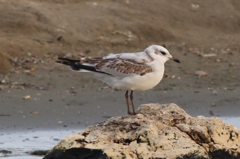 Mediterranean Gull - ML645445056