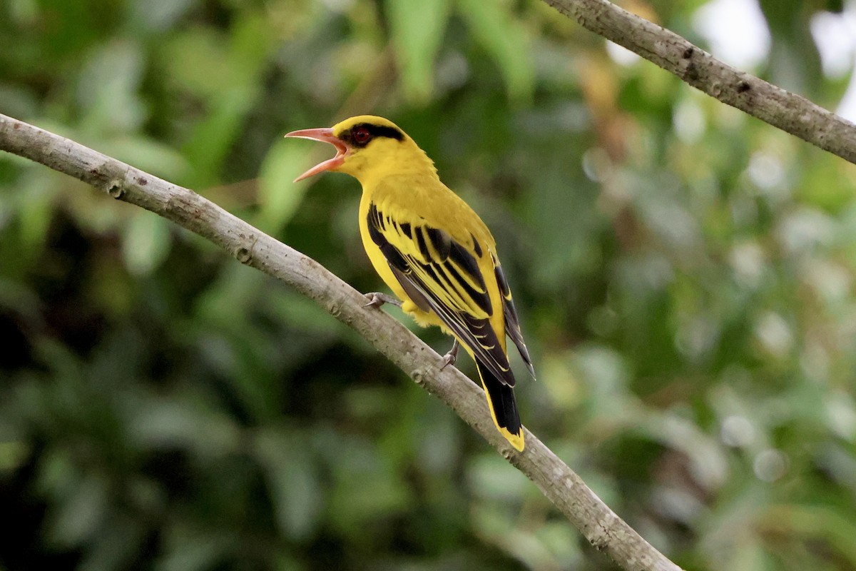 アフリカコウライウグイス - ML645445060