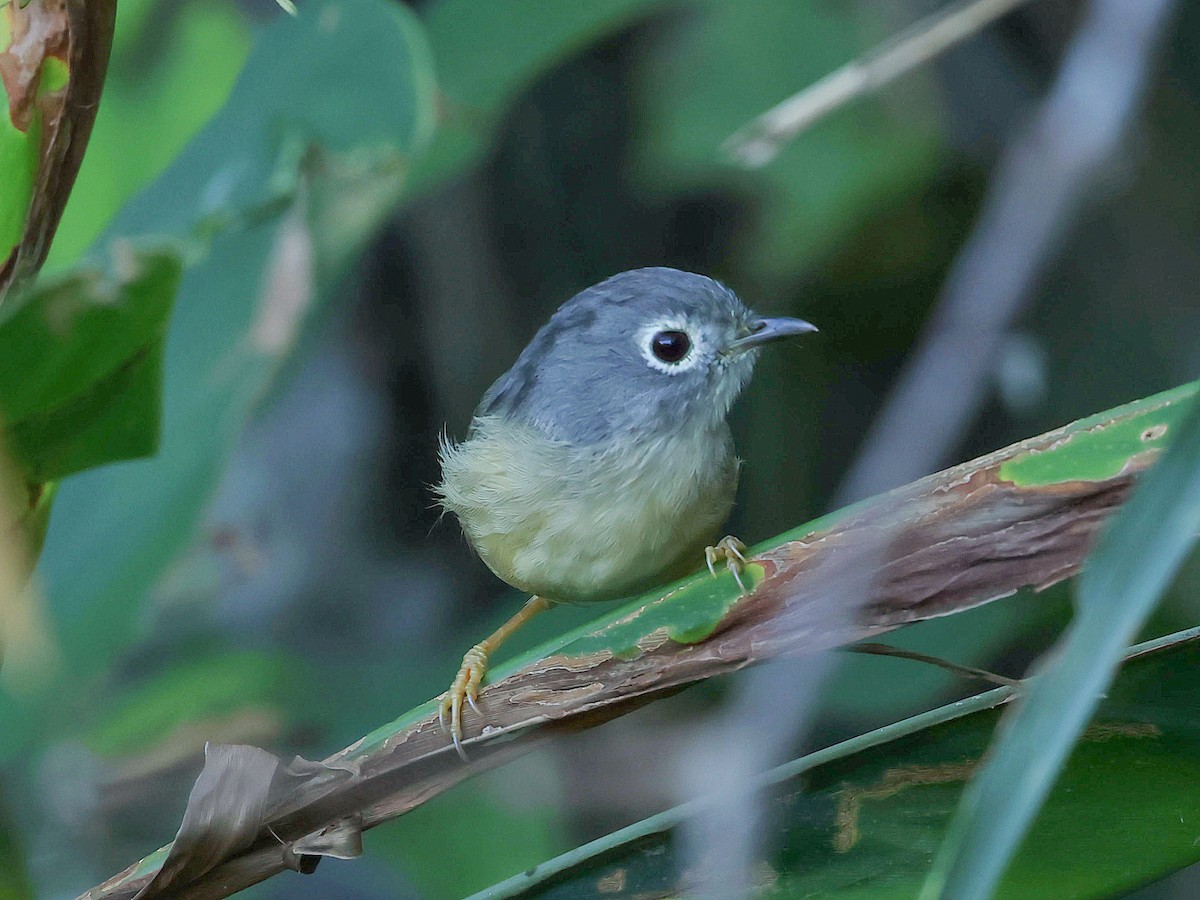 メジロチメドリ - ML645445063