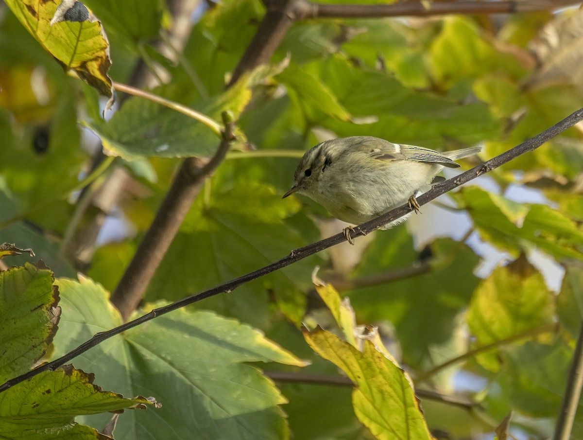 budníček altajský - ML645445068