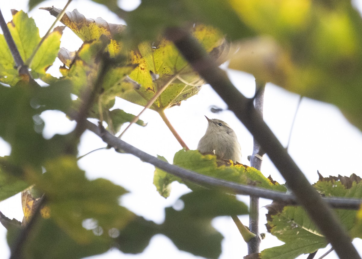 budníček altajský - ML645445070