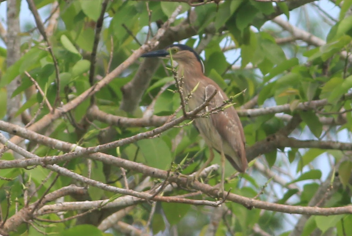 kvakoš rezavý - ML645445074