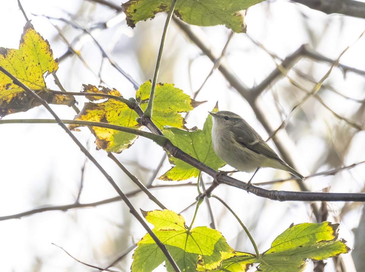 budníček altajský - ML645445075