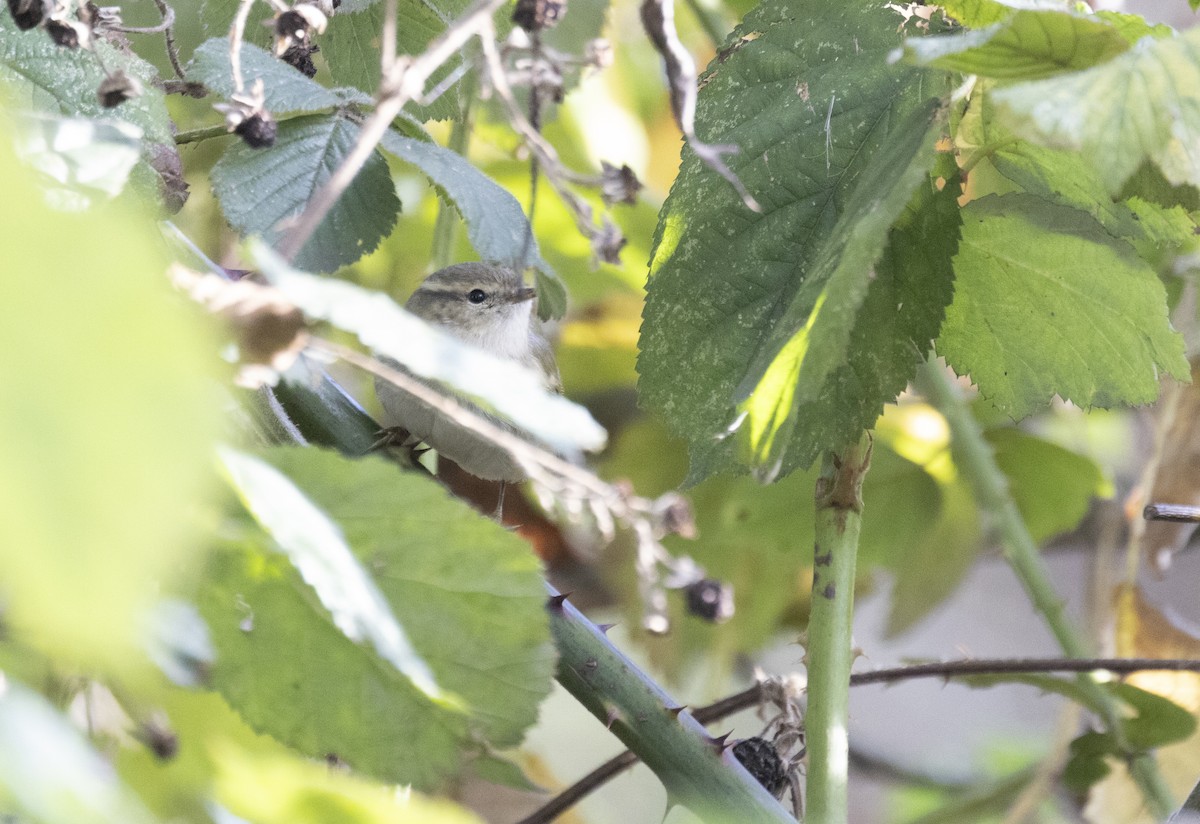 budníček altajský - ML645445076