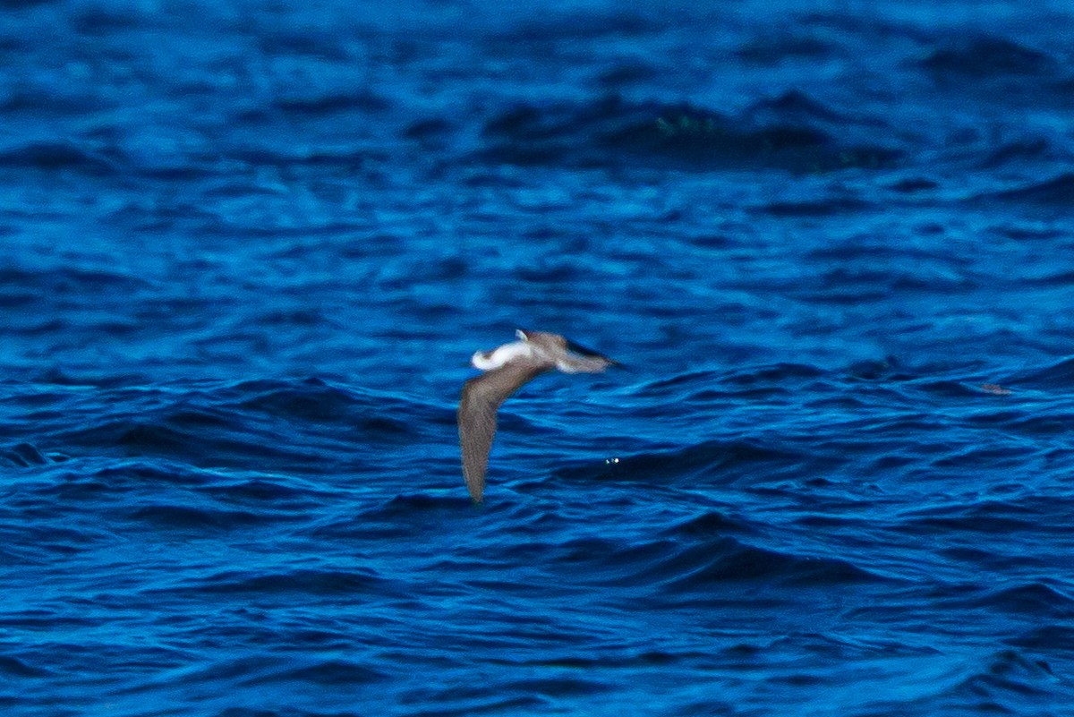 Bridled Tern - ML645445103