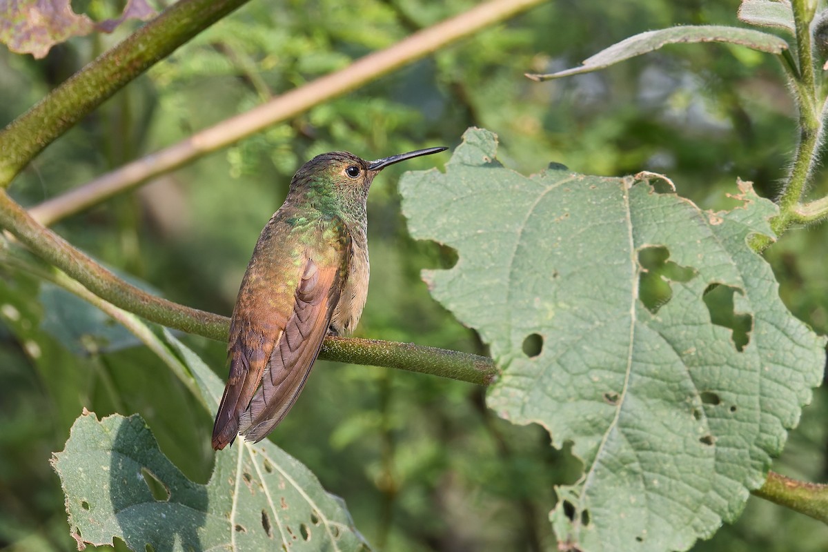 Berylline Hummingbird - ML645445107