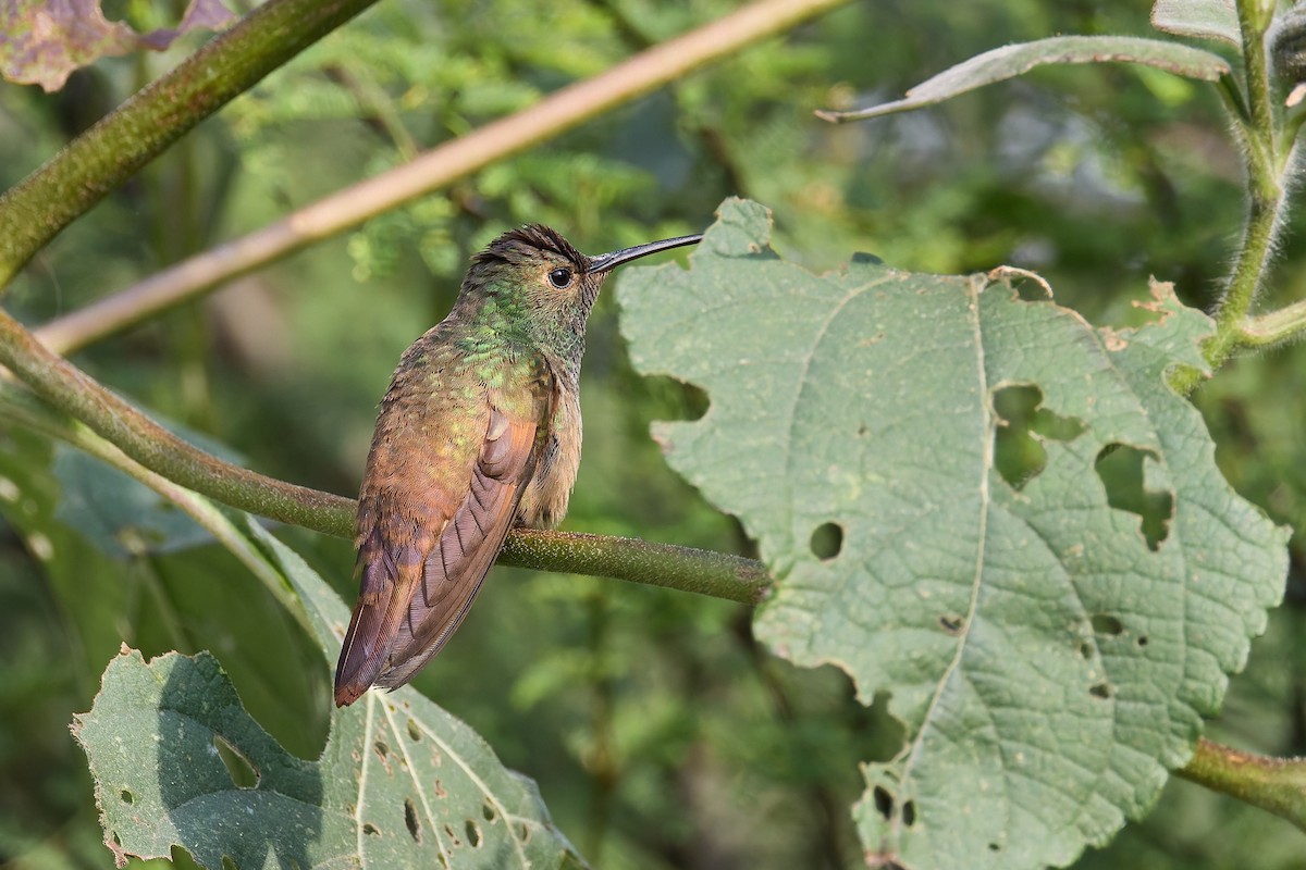 Berylline Hummingbird - ML645445111