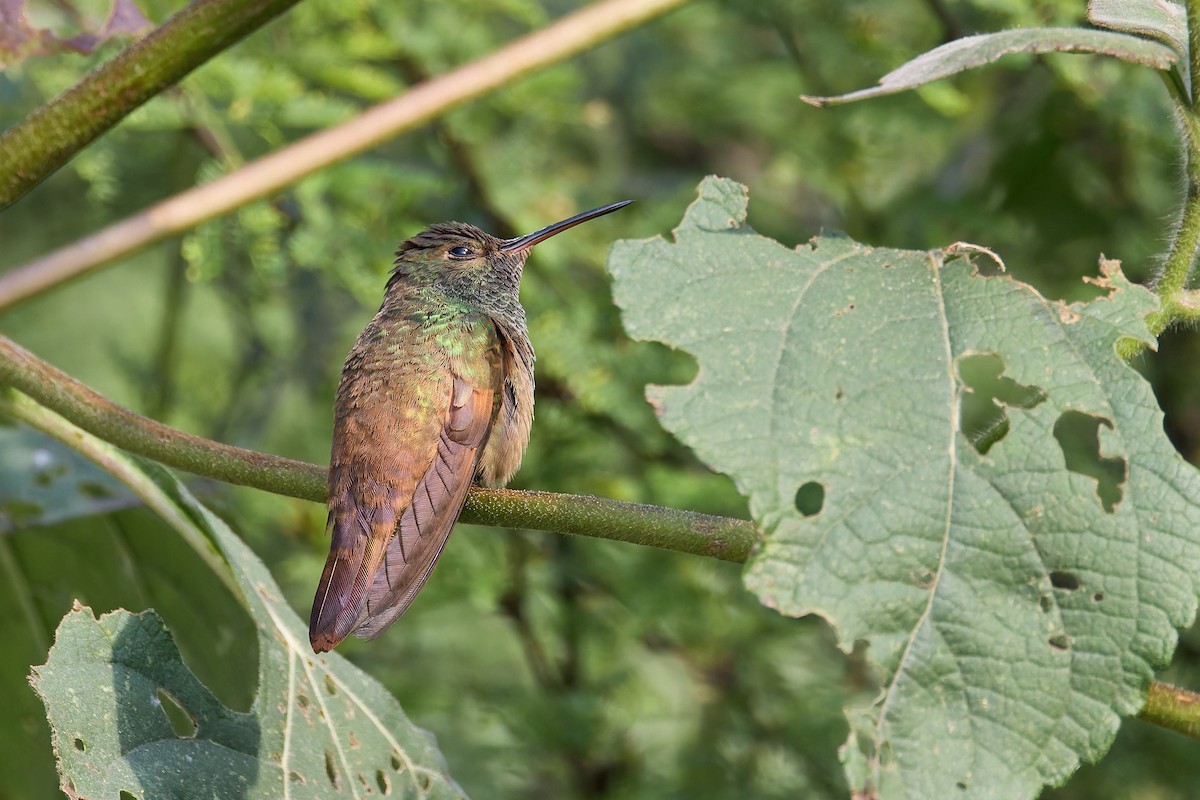 Berylline Hummingbird - ML645445114