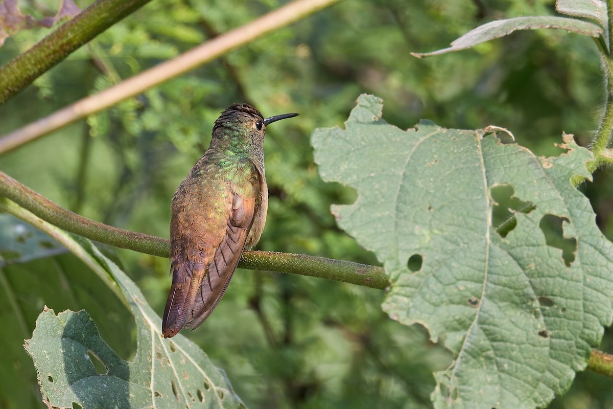 Berylline Hummingbird - ML645445117