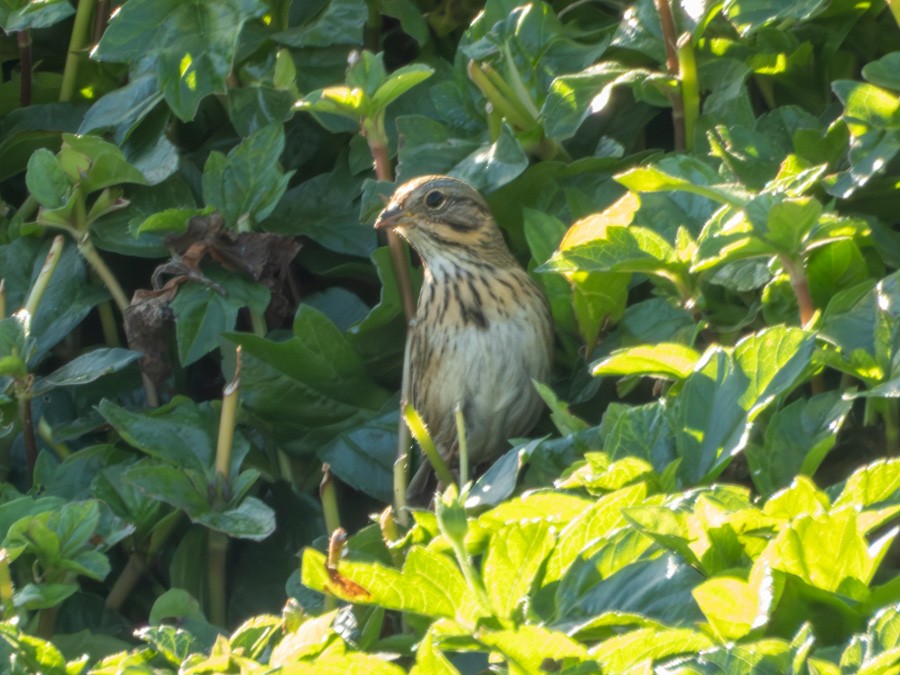 Lincoln's Sparrow - ML645445118