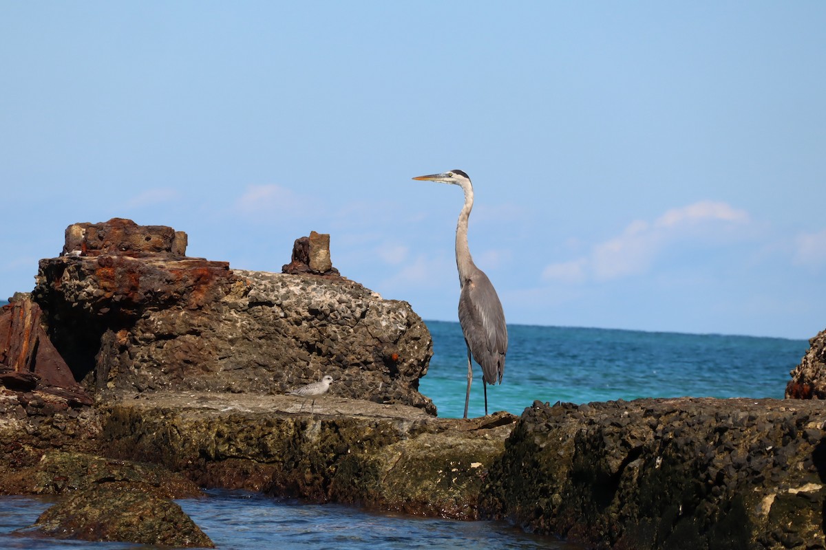 Great Blue Heron (Great Blue) - ML645445123