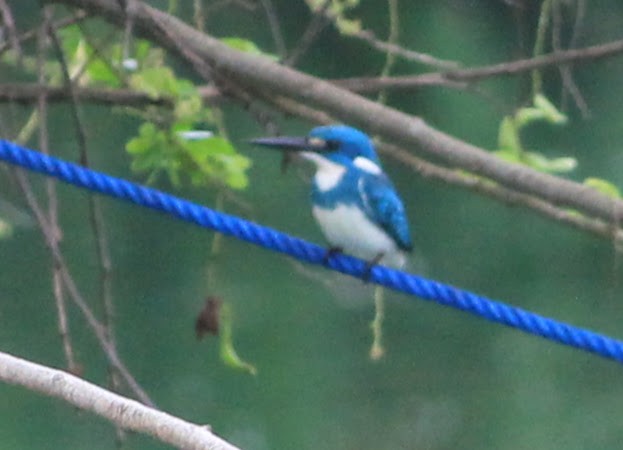 ledňáček blankytný - ML645445157