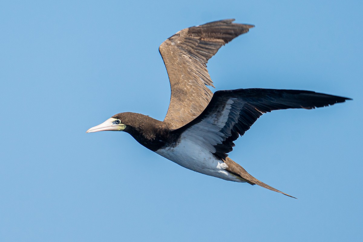 Brown Booby (Atlantic) - ML645445172