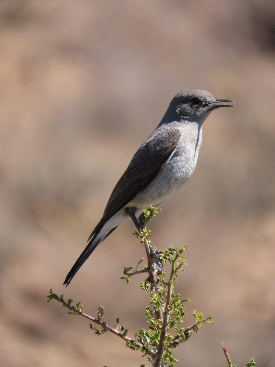 Karoo Chat - ML645445236