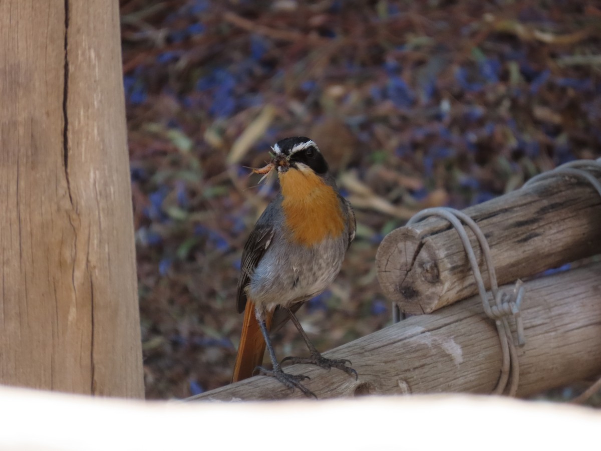 Cape Robin-Chat - ML645445239