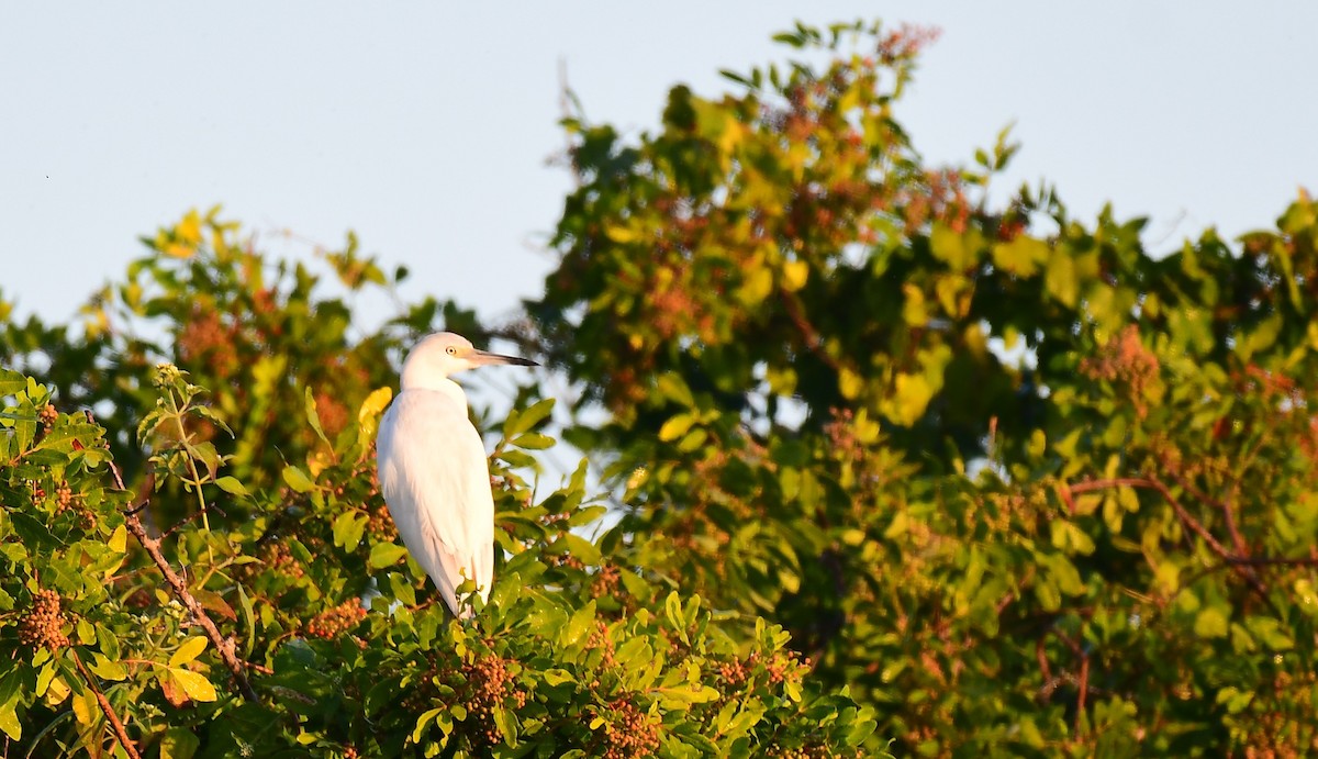 Little Blue Heron - ML645445249