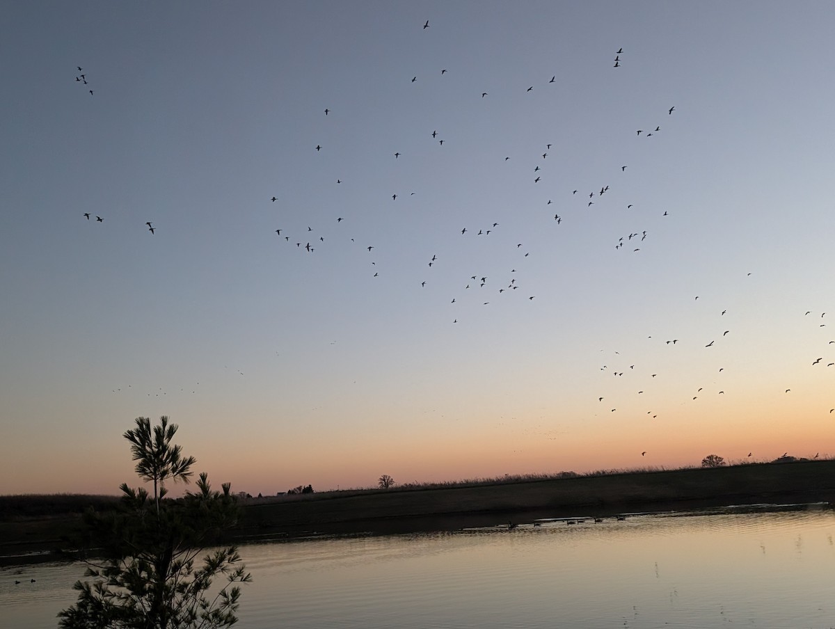 Mallard - ML645445250