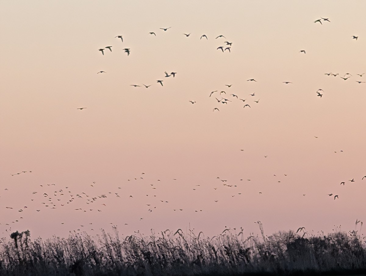 Mallard - ML645445251