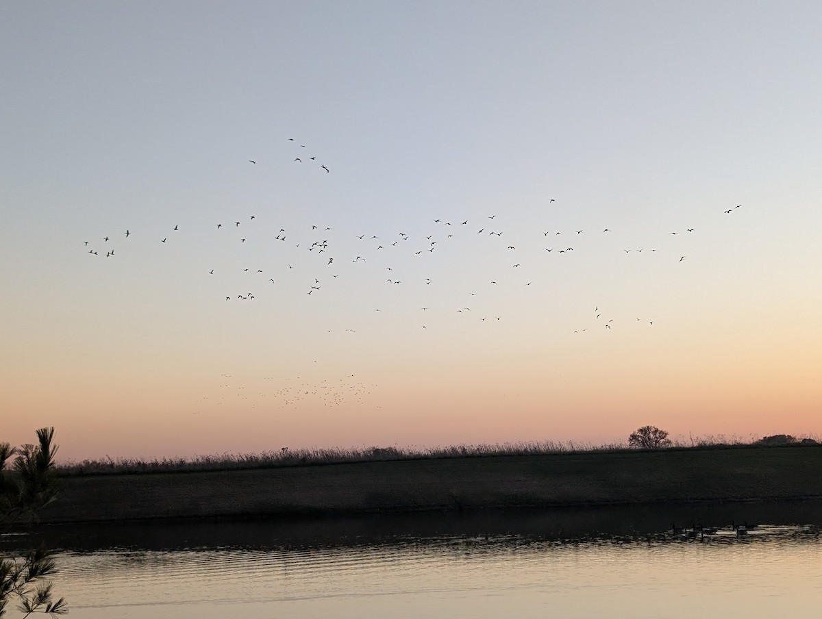 Mallard - ML645445252